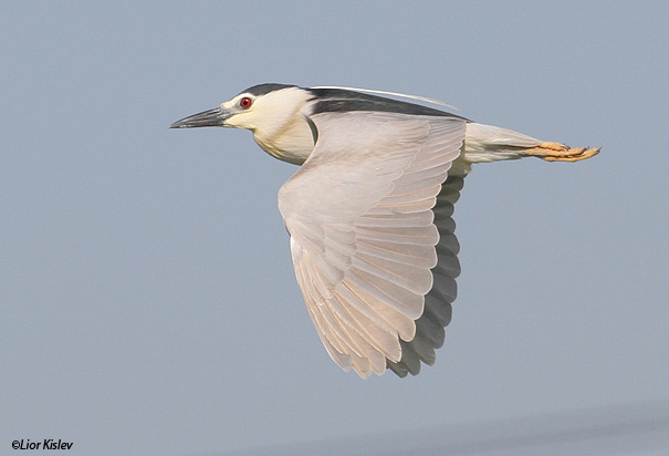 אנפת לילה  Black-crowned Night-Heron                                    Nycticorax nycticorax מעגן מיכאל,יוני 2006.
